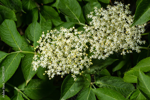 Elder is commonly used in herbal medicine. Good for respiratory problems