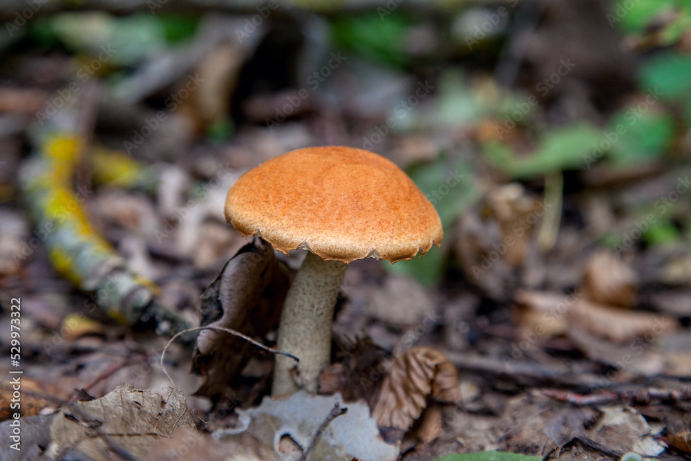 Single red boletus mushroom in the wild. Red boletus mushroom grows on the forest floor at autumn season.. Single red boletus mushroom in the wild. Red boletus mushroom grows on the forest floor at autumn season..