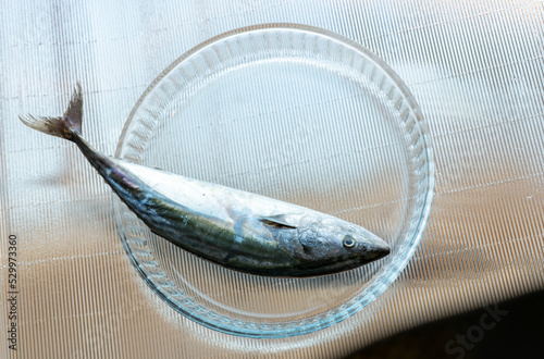 Tunny, bonito fish selective focus. Close up. Atlantic bonito Sarda sarda or Palamida that is large mackerel-like fish.  photo