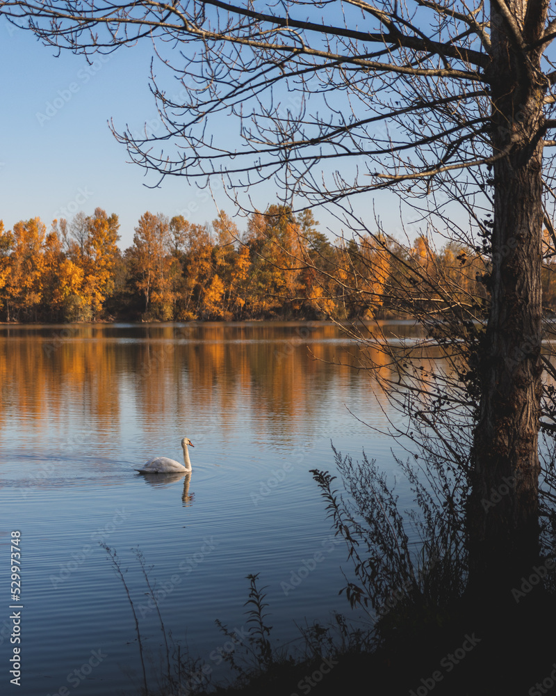 Fototapeta premium En automne