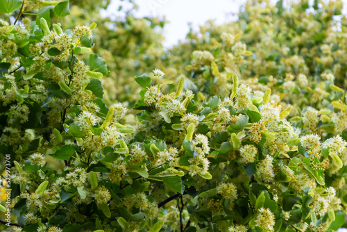 Linden tree flowers clusters tilia cordata  europea  small-leaved lime  littleleaf linden bloom. Pharmacy  apothecary  natural medicine  healing herbal tea  aromatherapy. Spring background