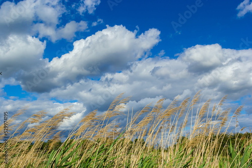 Fototapeta Naklejka Na Ścianę i Meble -  Common reed Phragmites australis. Thickets of fluffy dry trunks of common reed against background of blue autumn sky. Close-up. Nature concept for design
