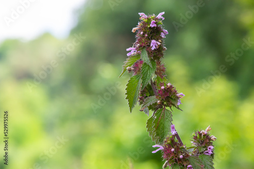 Deaf nettle blooming in a forest, Lamium purpureum. Spring purple flowers with leaves close up