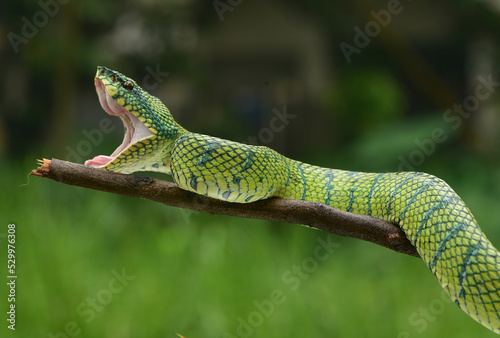 Tropidolaemus subannulatus, Bornean keeled green pit viper is a venomous pit viper species native to Indonesia
