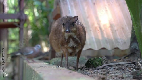 Pregnant mother lesser mouse-deer, tragulus kanchil, standing still against blurred background with intruder pigeon approaching from the back at Langkawi wildlife park, close up handheld motion shot. photo