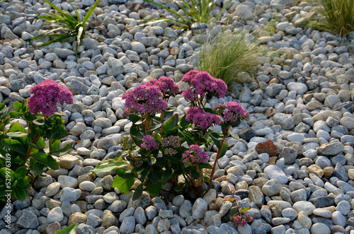 ornamental flowerbed with perennials and stones made of gray granite, mulched pebbles in the city garden, prairie, ornamental grass, terrace by the pool mulching pebbles