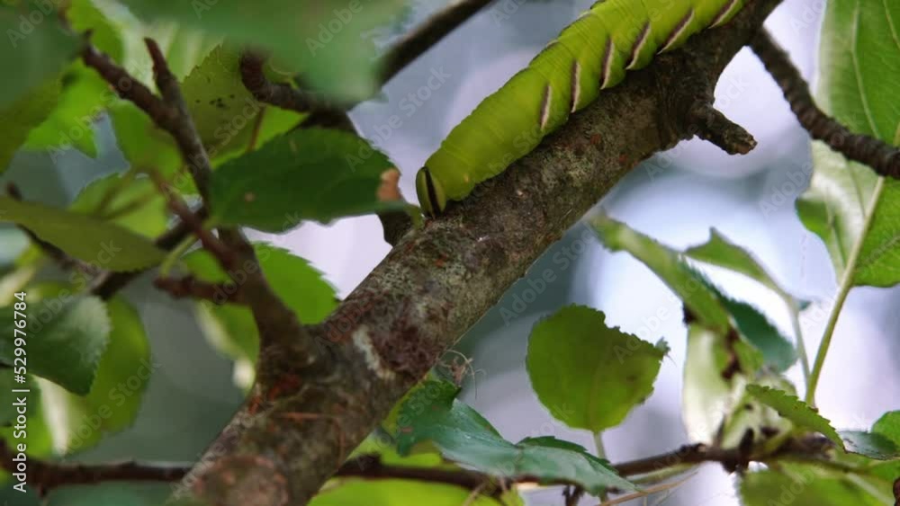 Slow motion clip of a Privet hawk moth caterpillar (Sphinx ligustri) slowly crawling along the branch of a tree. Slow motion clip of a Privet hawk moth caterpillar (Sphinx ligustri) slowly crawling along the branch of a tree.