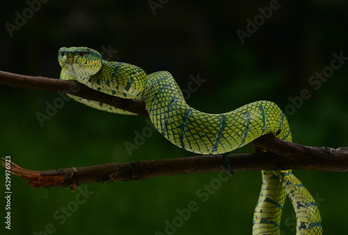 Tropidolaemus subannulatus, Bornean keeled green pit viper is a venomous pit viper species native to Indonesia 