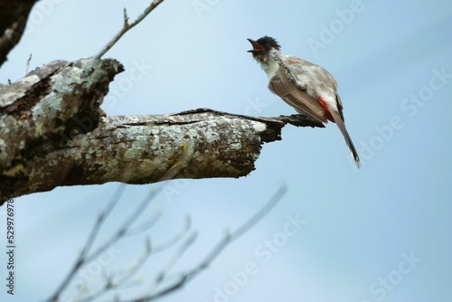 The little bird caught on the tree crying for her mother.