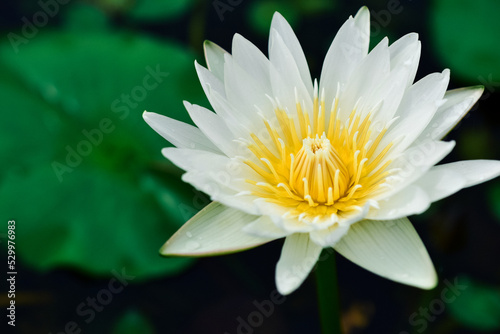Closeup white lotus and green lotus leaf in the tub. White lotus with lotus leaf and water background. Fresh white lotus. Lotus flower. White lotus is blooming.
