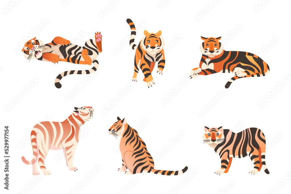 Obraz premium Adult Big Tiger with Striped White and Orange Fur as Largest Living Cat Species Vector Set