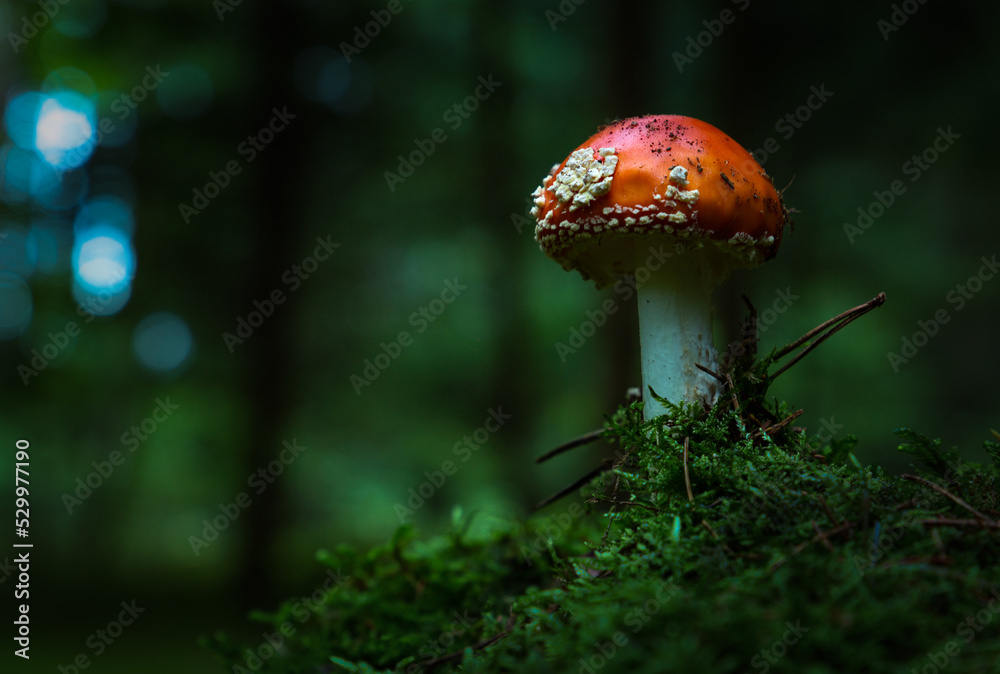 Fly agaric or Fly amanita (Amanita muscaria) is a basidiomycete of the genus Amanita. Fly agaric or Fly amanita (Amanita muscaria) is a basidiomycete of the genus Amanita.
