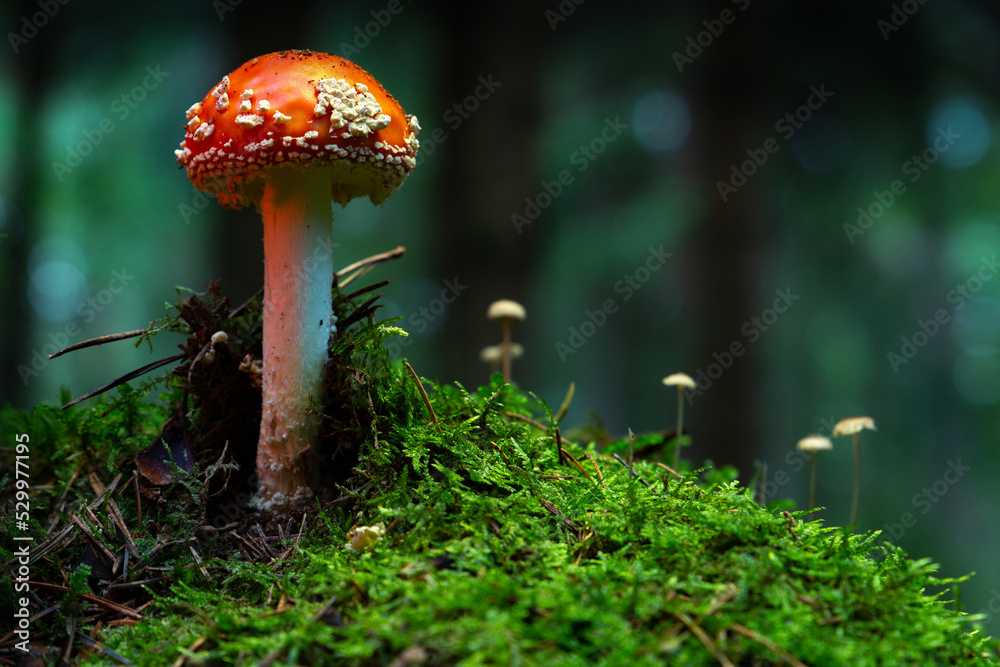 Fly agaric or Fly amanita (Amanita muscaria) is a basidiomycete of the genus Amanita.