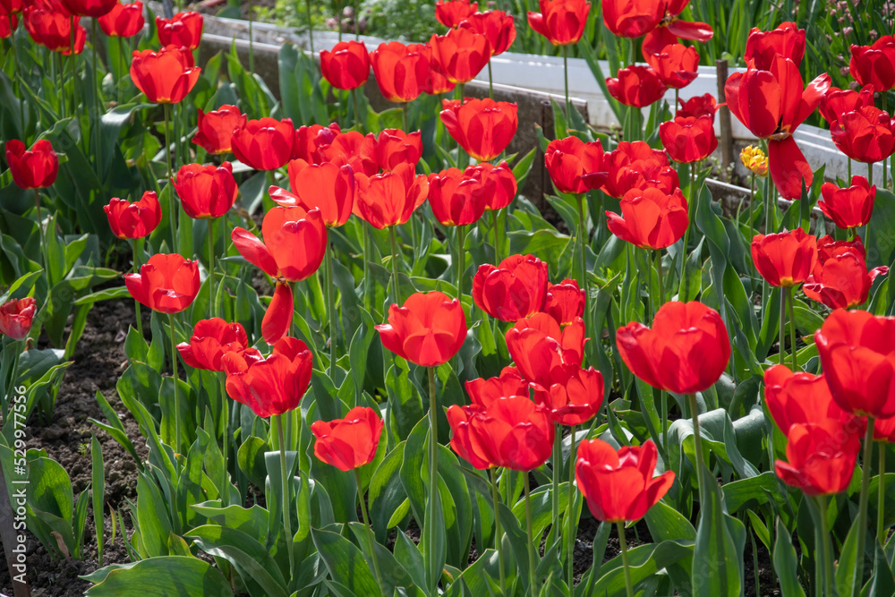 Fototapeta premium Field of red poppies, many red flowers against the background of green grass