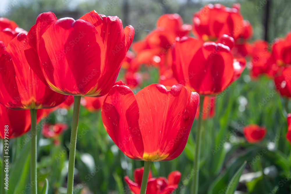 Field of red poppies, many red flowers against the background of green grass