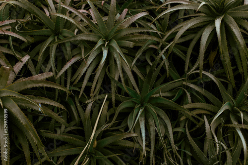 Close-up of aloe vera plants photo