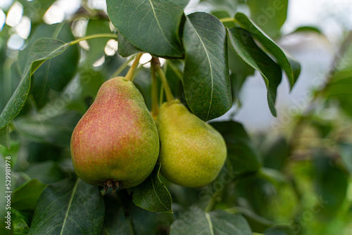 Pears on a branch. Vegetable background macro texture copyspace. Good quality photos