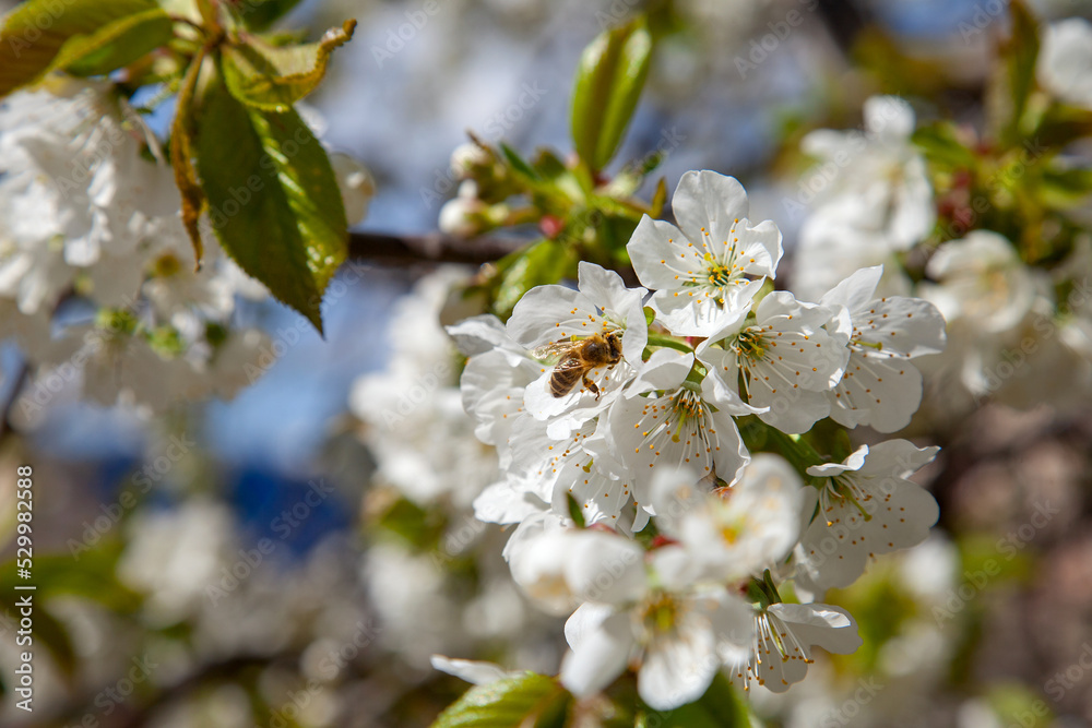Obraz premium Close up view of working honeybee on white flower of sweet cherry tree. Collecting pollen and nectar to make sweet honey.