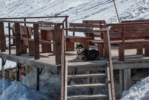 Husky dog sits on a terrace in the mountains