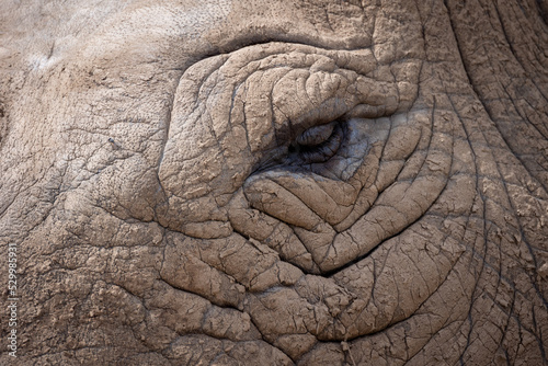 gros plan sur l'œil d'un rhinocéros © ALF photo