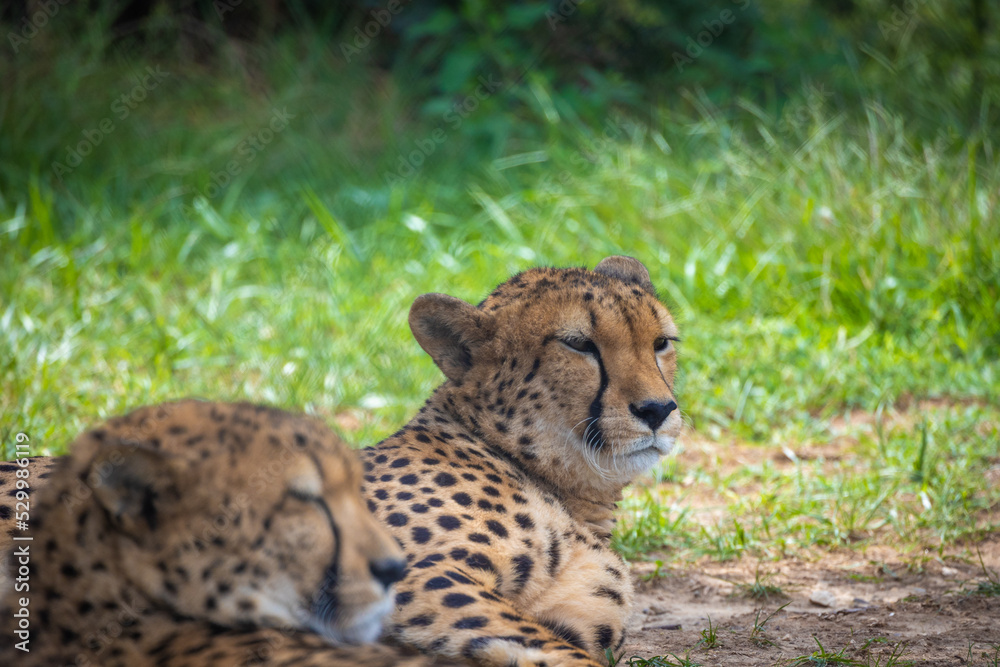 Fototapeta premium guépard allongé dans de l'herbe