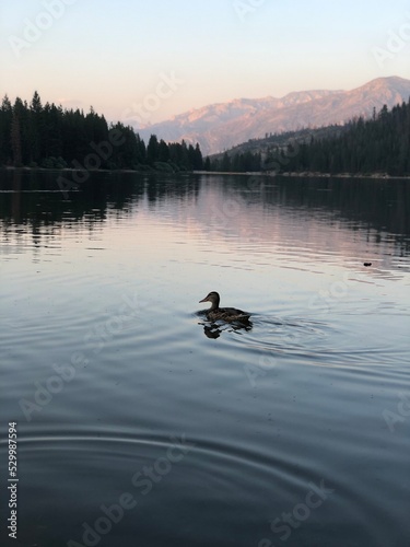 Fototapeta Naklejka Na Ścianę i Meble -  ducks on the lake