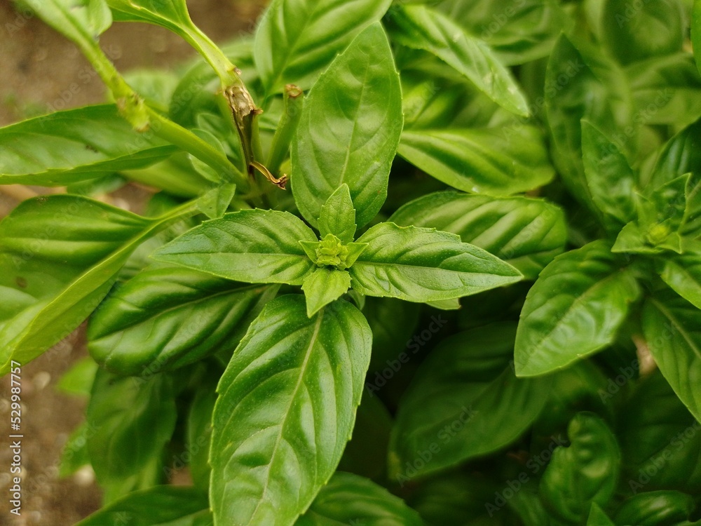 Fototapeta premium bazylia (ocimum basilicum L.)