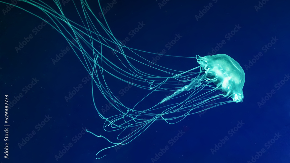Fluorescent jellyfish swimming underwater aquarium pool. The Atlantic sea nettle chrysaora quinquecirrha in blue water, ocean. Theriology, tourism, diving, undersea life. - obrazy, fototapety, plakaty 