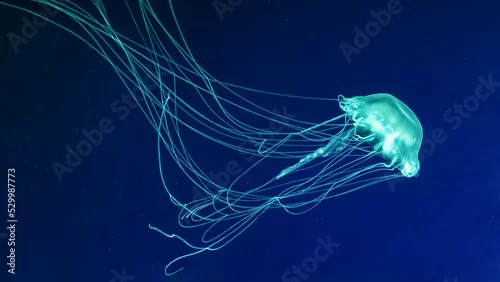 Fototapeta na wymiar Fluorescent jellyfish swimming underwater aquarium pool. The Atlantic sea nettle chrysaora quinquecirrha in blue water, ocean. Theriology, tourism, diving, undersea life.