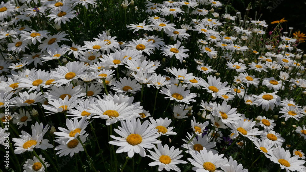Beautiful English daisies with white petals and dark yellow stamens Beautiful English daisies with white petals and dark yellow stamens