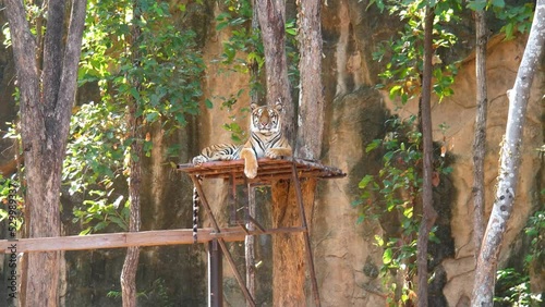 Indochinese tiger : Panthera tigris corbetti in nature. Beautiful Action. photo