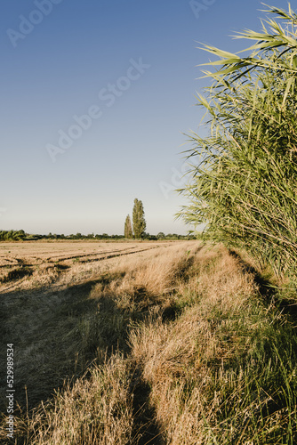 Champ de blé dur moissonné, Camargue, France.