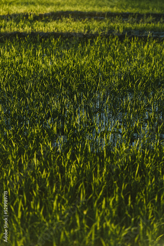 Rizière en Camargue, France.