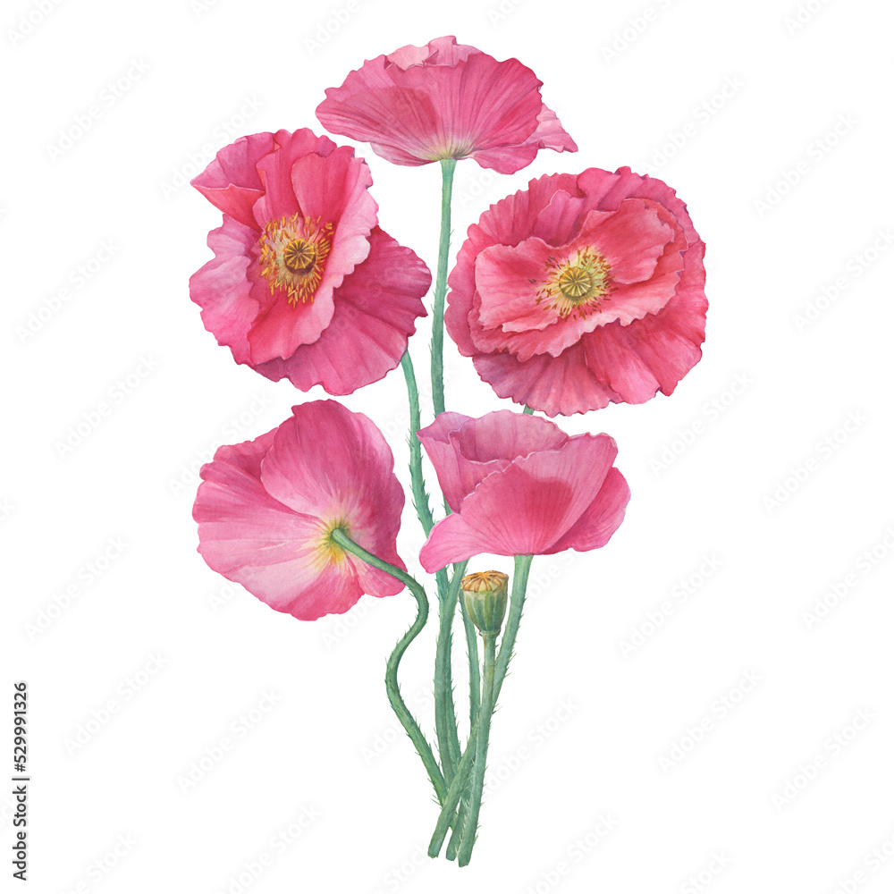 Bouquet with pink Shirley poppie flower (Papaver rhoeas). Floral botanical greeting card. Hand drawn watercolor painting illustration isolated on white background.