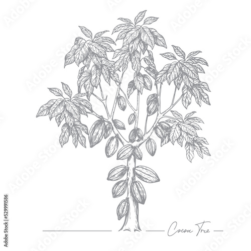 Cacao tree ink sketch. Cocoa tree. Color card. Engraving style. Vector illustration..