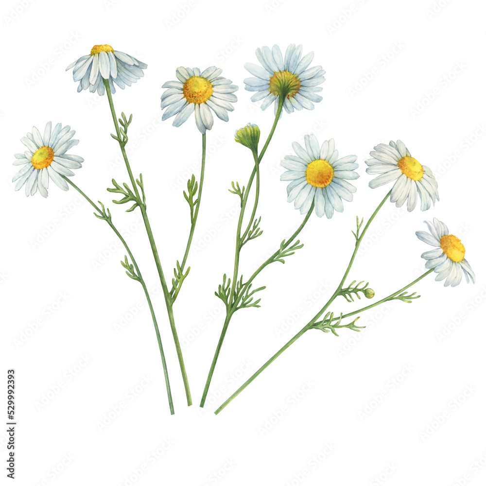 Set with white Matricaria chamomilla flowers (chamomile, kamilla, scented mayweed, whig plant, mother's daisy). Watercolor hand drawn painting illustration, isolated on white background. Set with white Matricaria chamomilla flowers (chamomile, kamilla, scented mayweed, whig plant, mother's daisy). Watercolor hand drawn painting illustration, isolated on white background.
