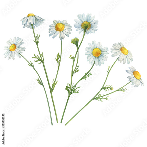 Set with white Matricaria chamomilla flowers  chamomile  kamilla  scented mayweed  whig plant  mother s daisy . Watercolor hand drawn painting illustration  isolated on white background.
