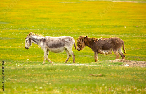 Donkey grazing on a green meadow. Herd of donkeys in the pasture, hardy animals in agriculture. Livestock in the mountains.