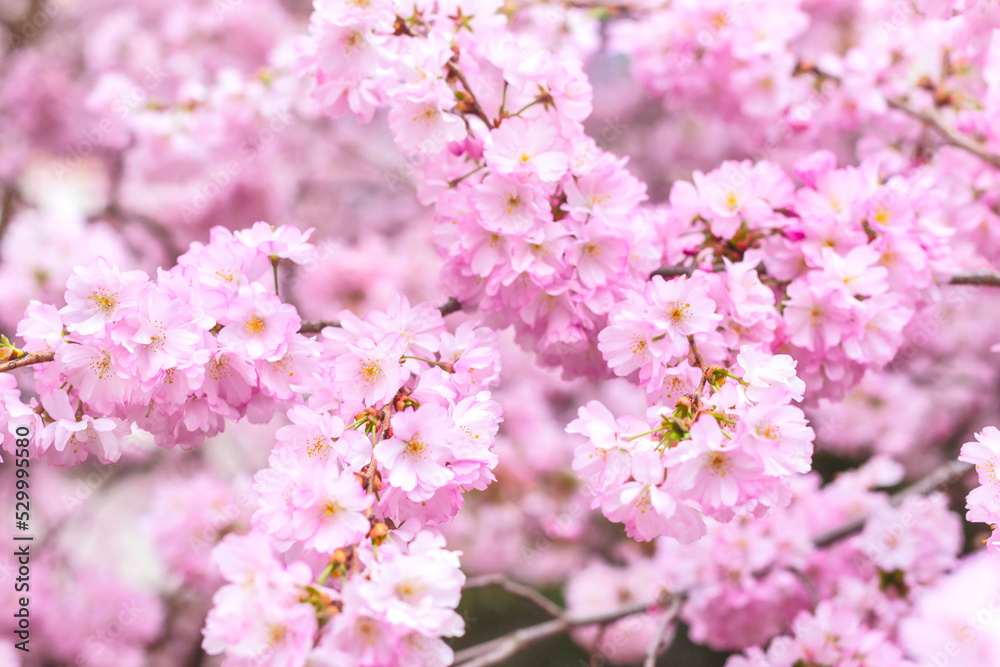 Spring card, branches of blossoming cherry, pink sakura flowers, dreamy romantic image Spring card, branches of blossoming cherry, pink sakura flowers, dreamy romantic image