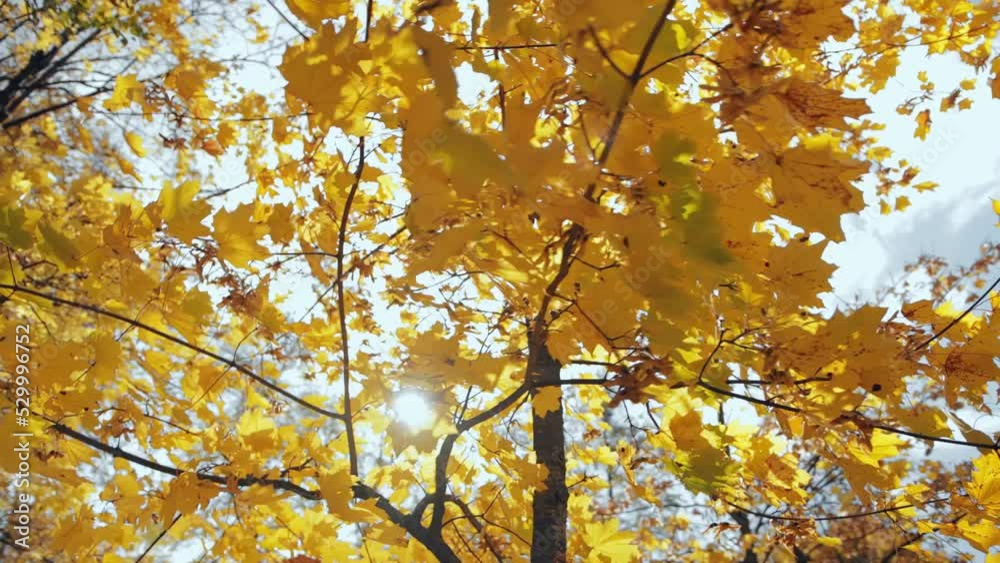 Sun's rays shine through branches on autumn crown maple tree. Golden fall. Flyby of camera around trunk. Yellow orange leaves. Warm sunny weather. Indian summer. September october. From bottom up shot Sun's rays shine through branches on autumn crown maple tree. Golden fall. Flyby of camera around trunk. Yellow orange leaves. Warm sunny weather. Indian summer. September october. From bottom up shot