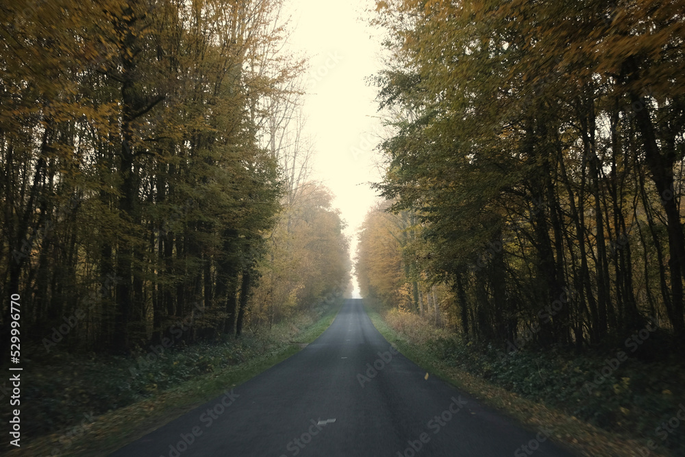 route brumeuse de foret pendant l'automne. 