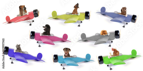 Photography different animals in planes cat chicken and dogs