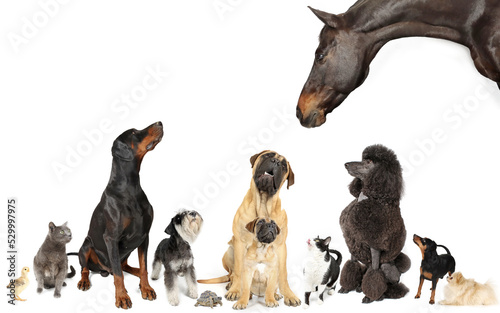group of domestic animals isolated on white : cats dogs horse turtle 