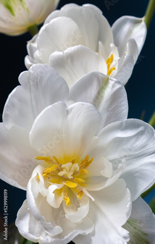 Fototapeta Naklejka Na Ścianę i Meble -   big beautiful blooming white peony tulips on blue background shallow focuse
