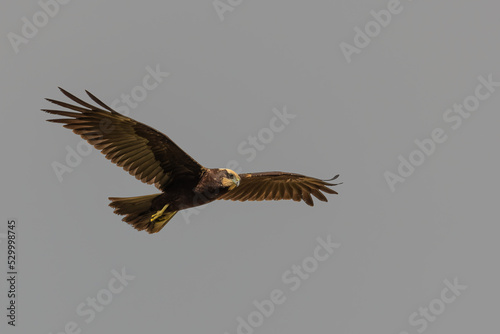 Marsh-Harrier in flight © OvidiuDaniel