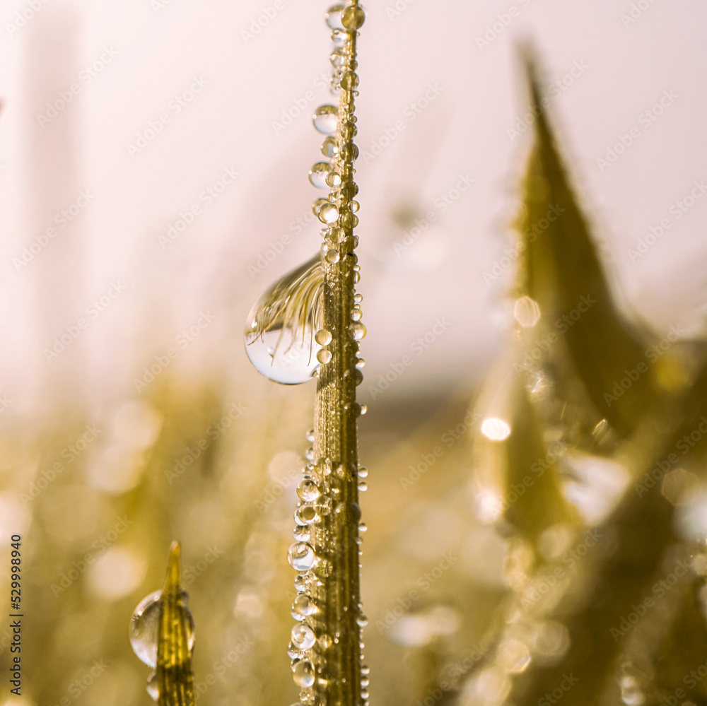 raindrops on the grass in rainy days in autumn season