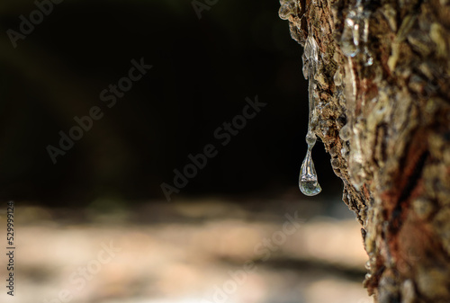 Wallpaper Mural Close up of mastic oozes in tears out of the branch of a mastic tree. Selective focus on the mastic drop brighten and twinkle in the sunlight on the black and whight backround. Chios island, Greece. Torontodigital.ca