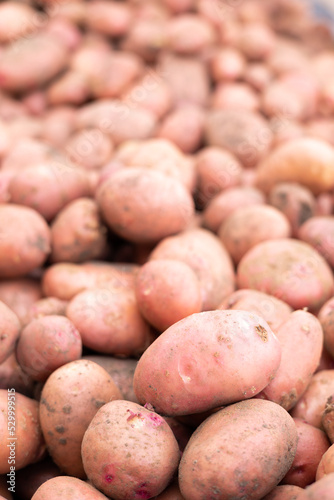 Potato. Harvest. Autumn. Growing vegetables. Natural organic product. Horticulture.