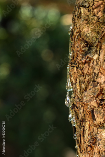 Wallpaper Mural Selective focus on big mastic drops oozes in tears out of the branch of a mastic tree. The resin mastic brightens and twinkles in the sunlight. Vertical pic. Beautiful bokeh background. Chios, Greece. Torontodigital.ca