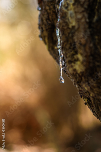 Wallpaper Mural Selective focus on big mastic drops oozes in tears out of the branch of a mastic tree. The resin mastic brightens and twinkles in the sunlight. Vertical pic. Beautiful bokeh background. Chios, Greece. Torontodigital.ca